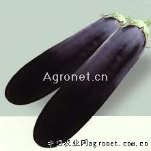 麻豌豆种植过程