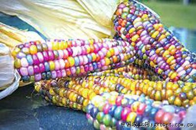 德美亚玉米种子多少钱一斤