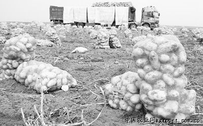 绿宝石毛豆育种技术