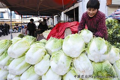 越冬菠菜种植方法