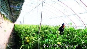临武香芋育种技术