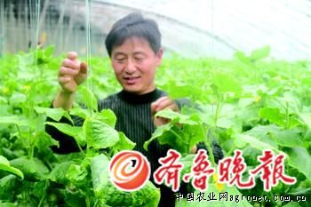 新疆富蕴县蔬菜：“菜篮子”鼓起“钱袋子”