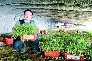 芸丰四季豆种植技术