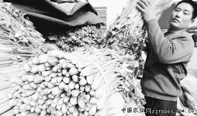 花甜糯玉米品种