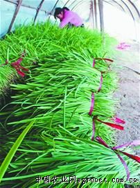 绿豆芽施肥技术