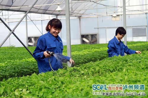 武汉亚非种子有限公司