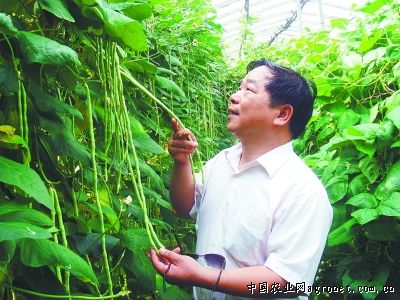 麻豌豆种子批发市场