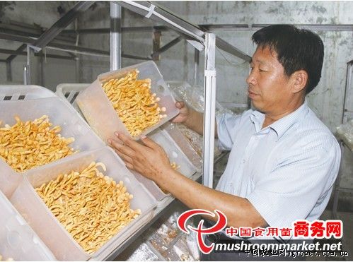 秦岭香菇种子公司