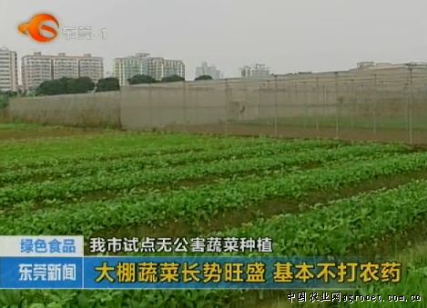 韩国白萝卜育种技术