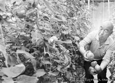 赛丽西红柿种植技术
