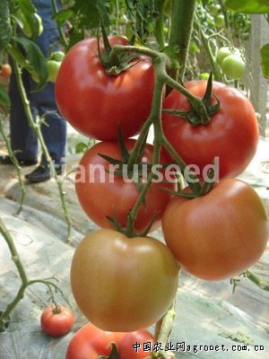 杠六九西红柿的种植技术