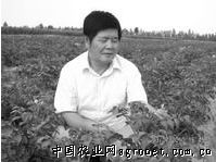 天竺桂品种有哪些