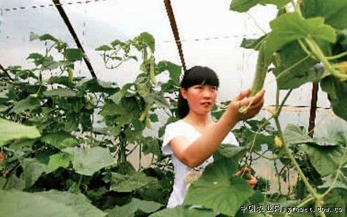 露天茄子种植技术