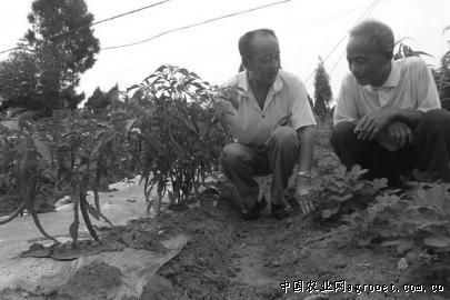 广昌5号茶树菇育种技术