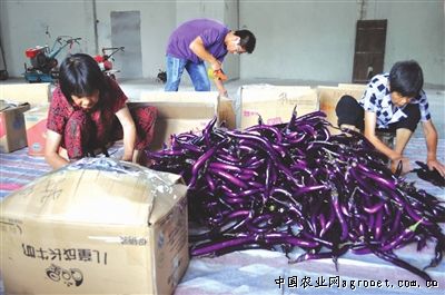中国紫薯产地