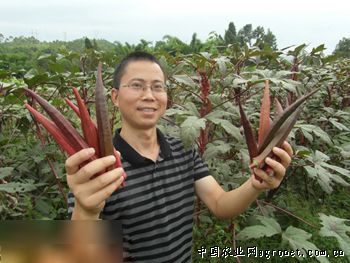上海青种植技术