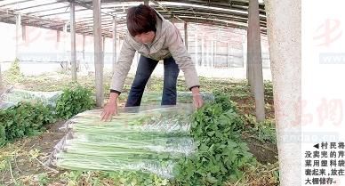 春季露地菜花栽培技术