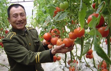 红苋菜种植技术视频