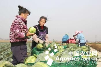 夏辉50白菜种植技术