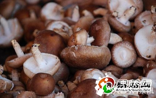北京系列红薯病虫害及防治