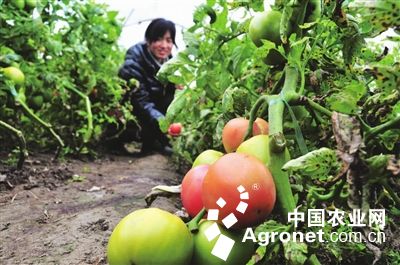 中农26黄瓜种子公司