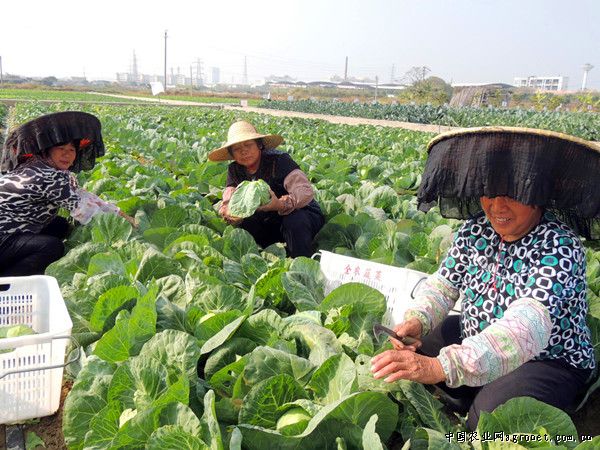 南京红萝卜病虫害及防治