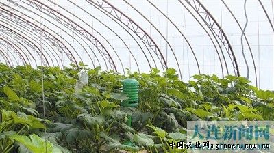茄子栽培管理技术