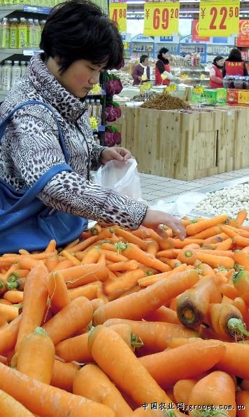韩国白雪萝卜批发市场