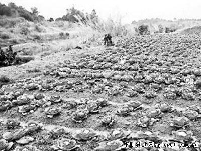 桂垦09—26木薯种植技术