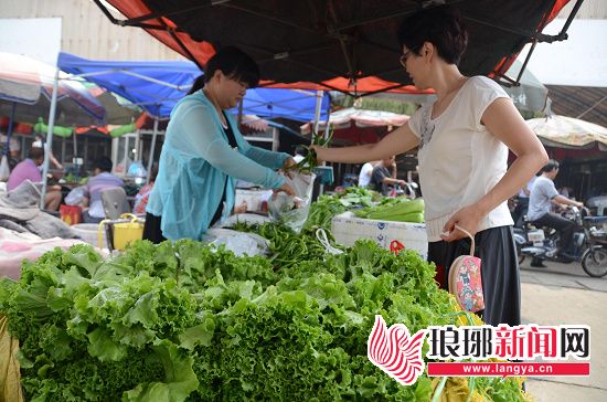 韩国绿萝卜市场价格