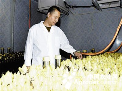 南宫黄韭种植箱可以种植芽苗菜吗
