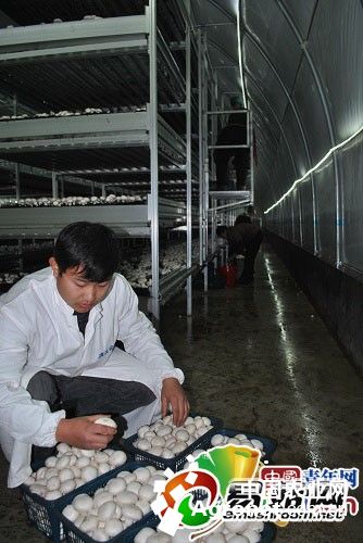 内蒙古土豆种植基地