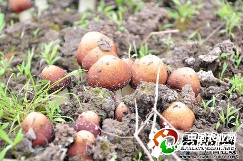 凤尾菇栽培种植技术教程