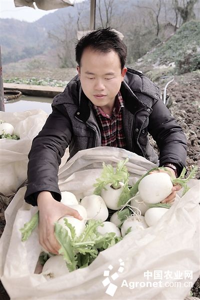 日本蔬菜多钱一斤