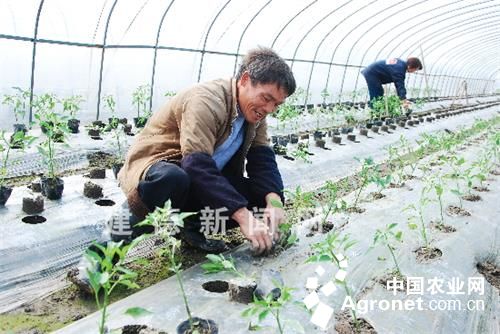 广昌5号茶树菇育种技术