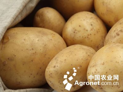 龙薯九红薯多少钱一斤