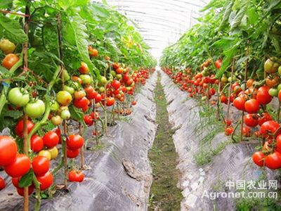 以色列西红柿市场价格