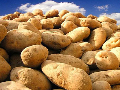 马铃薯种薯贮藏