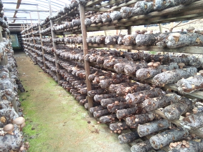 竹芋育种技术