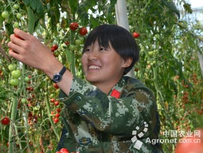 湘南赤玉洋葱种植技术