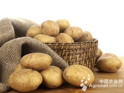 种植红薯怎么施肥能高产