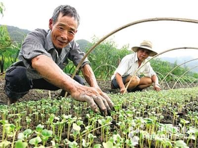 竹笋虫养殖技术
