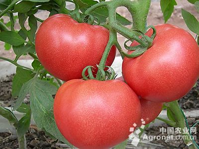圣尼斯番茄品种313