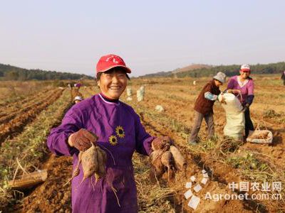 紫薯苗批发价格