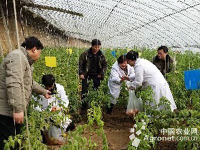 阳荷姜姜种植技术视频