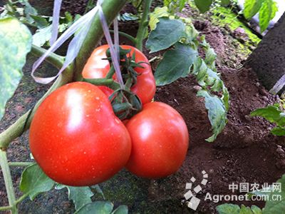 戴安娜番茄种