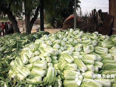 河南省韭菜种子价格表