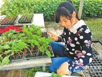 北京芽苗菜种植基地