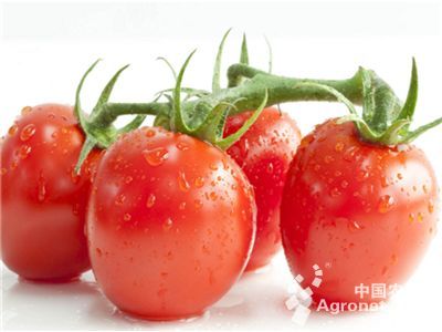 安特莱斯西红柿种苗