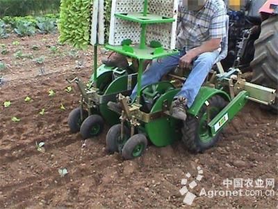 高山蕨菜施肥技术